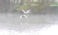 33 - LAC DES CYGNES - VERSCHUEREN GUY - belgium